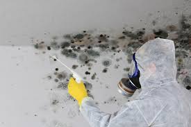 Mold Documentation for Insurance Claims in Lewistown, IL